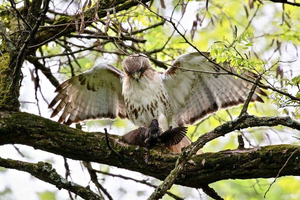 red-tailed hawk (and european starling) - prospect park by ryan.f.mandelbaum is licensed under CC BY 2.0